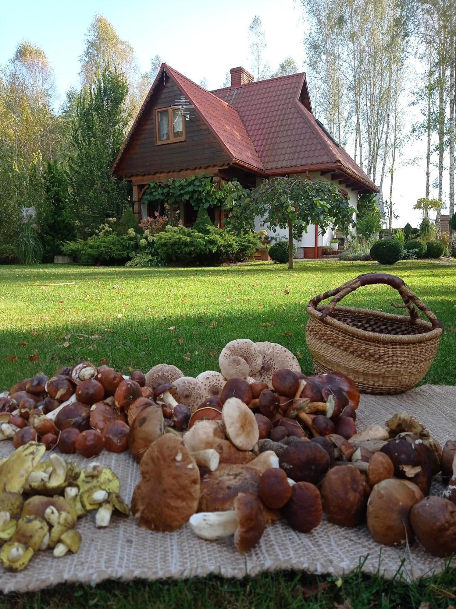 Siedlisko Gruszki Puszcza Bialowieska Narewka Exterior foto